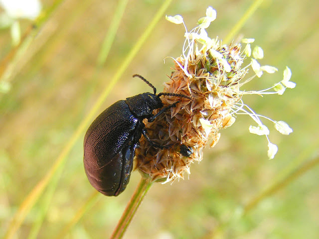 The leaf beetle Galeruca tanaceti, Indre et Loire, France. Photo by Loire Valley Time Travel.