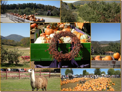 PumpkinPatch1