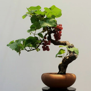 Tanaman Bonsai Buah-Buahan