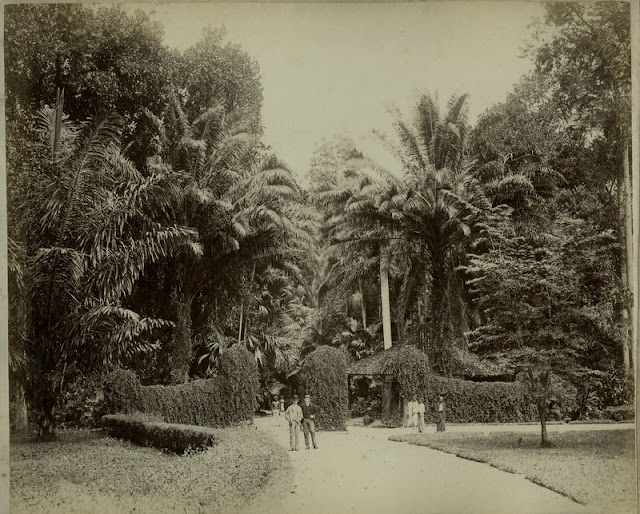 c1890%2527s+PHOTO+INDIA+CEYLON+MEN+IN+BOTANICAL+GARDEN