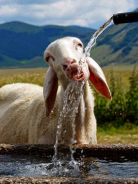 Kebutuhan Air  Untuk Ternak di Musim Kemarau TERNAK 