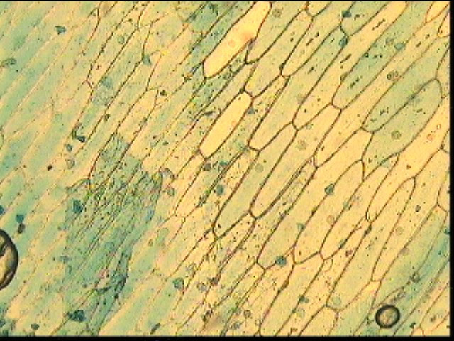  Cliqueu aquí per veure més imatges al microscopi mòtic.