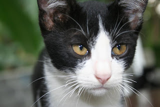 Kucing kampung hitam putih