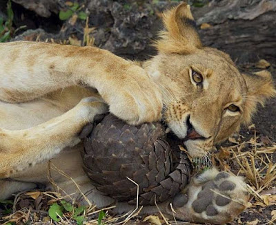 Apesar de suas peculiaridades, esse animal é pouco conhecido das populações em geral. Pois, além de ser o mamífero mais traficado do mundo, eles raramente sobrevivem em cativeiro. Apenas seis zoológicos no mundo têm um exemplar dessa espécie.