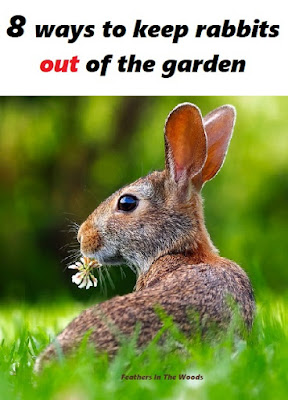 Rabbit, keeping it out of the garden