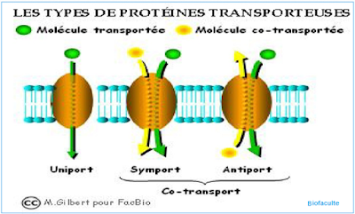 Les protéines transporteuses