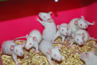 Arti Mimpi Melihat Tikus : Banyak, Besar, Kecil, Lari 