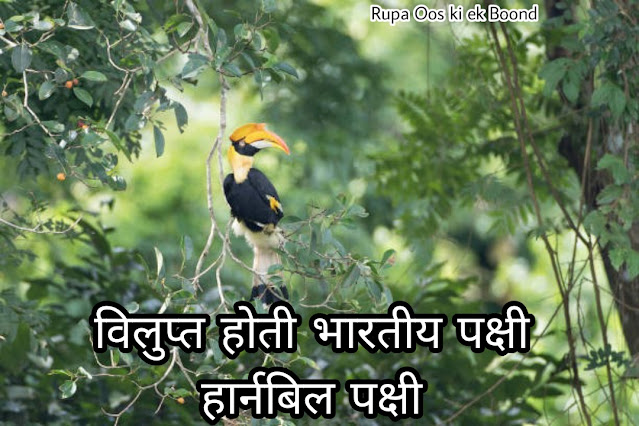 अरुणाचल प्रदेश का राजकीय/ राज्य पक्षी || State Bird of Arunachal Pradesh ||