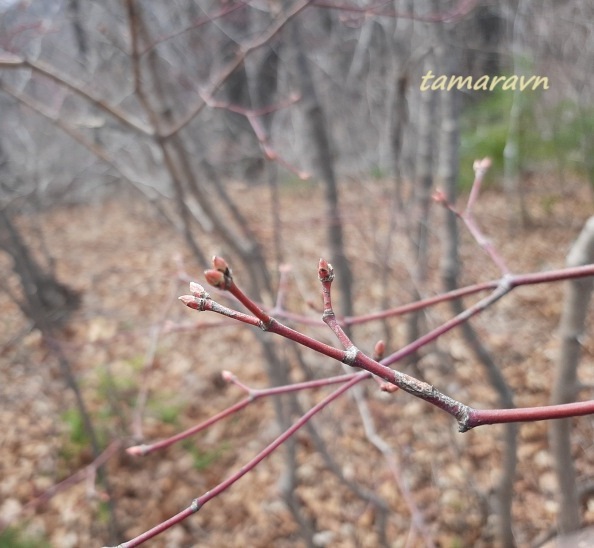 Клён ложнозибольдов (Acer pseudosieboldianum)