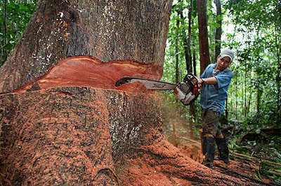 FOTO DE TALA DE ARBOLES