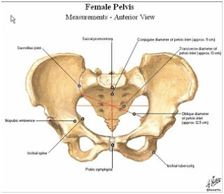  PANGGUL  WANITA  INFO BIDAN