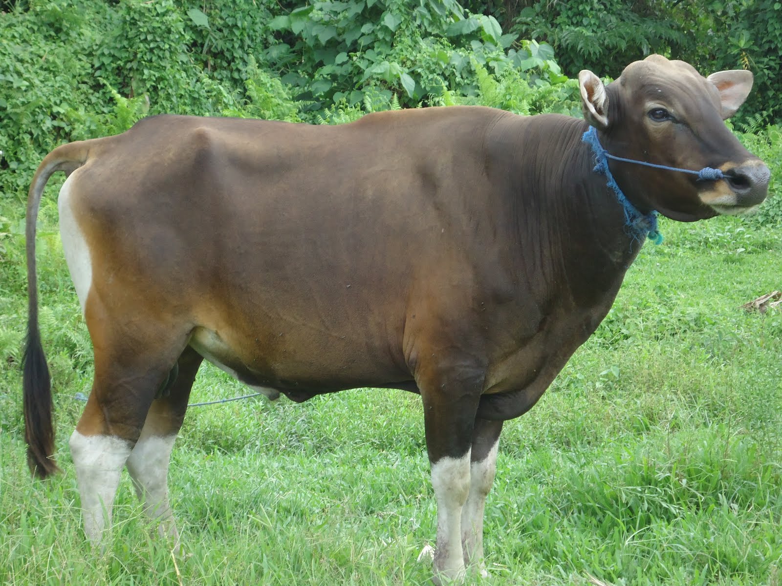 Gambar Peternakan Perbedaan Sapi Banteng Kerbau Meskipun 