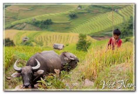 Mùa vàng Mù Cang Chải, Yên Bái, Việt Nam