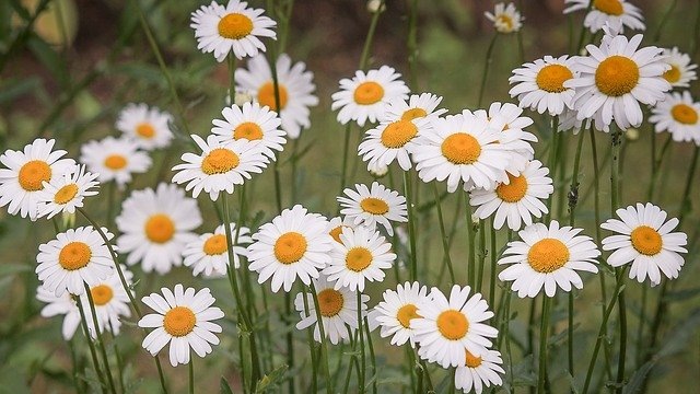 bunga-daisy