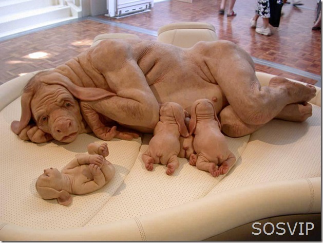 ape-dog