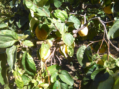 arbol de menbrillo