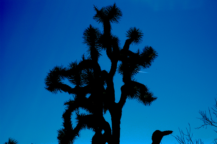 Joshua Tree National Park