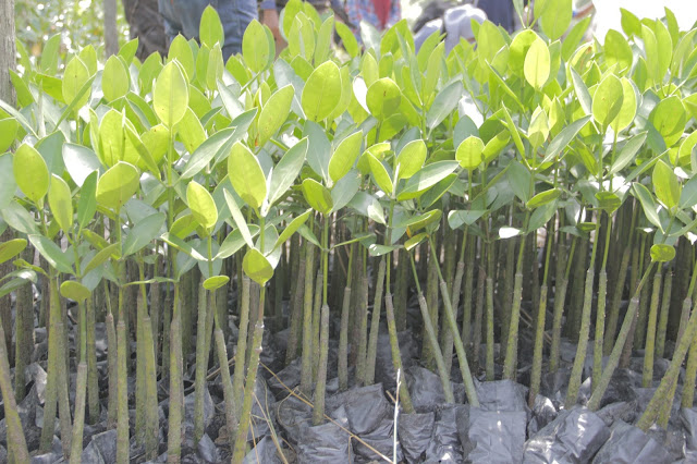 Potensi Mangrove sebagai Potensi Pariwisata Pesisir 