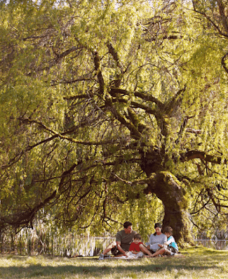 family sitting under a tree