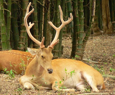 मणिपुर का राज्य पशु "संगाई"  || State Animal of Manipur "Sangai"