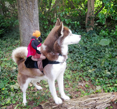 Headless Horseman Halloween pet costume from PetSmart