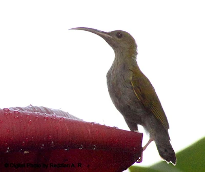 Little Spiderhunter 