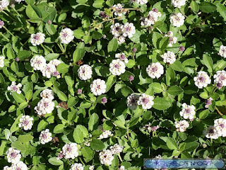 Phyla à fleurs nodales - Phyla nodiflora - Verveine nodulaire