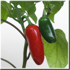 Pepper early jalapeno