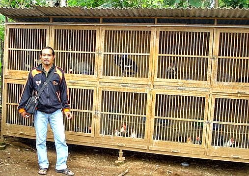 Itik Banyuwangi Sangkar ayam  piaraan hias sehat hygienic