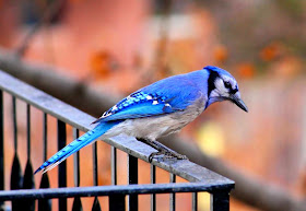 Chara azul, Cyanocitta cristata