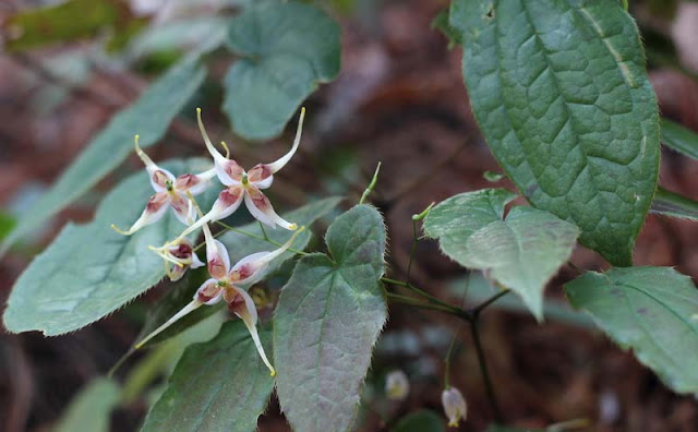 Epimedium Sagittatum Flowers Pictures