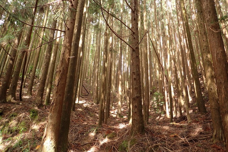 2014_1004 卓社林道登水社大山_002