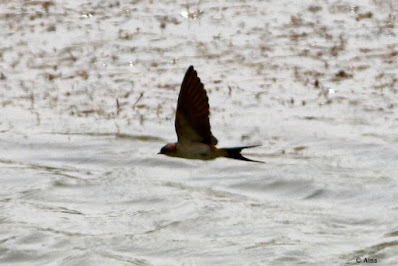 Red-rumped Swallow