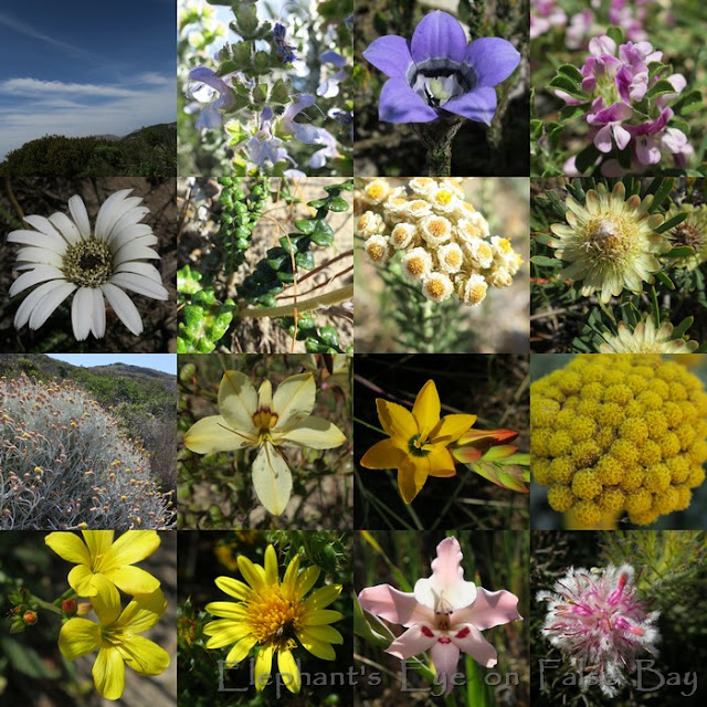 Elsie's Peak above Glencairn October flowers