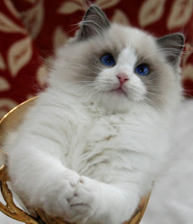 ragdoll cat species pets picture