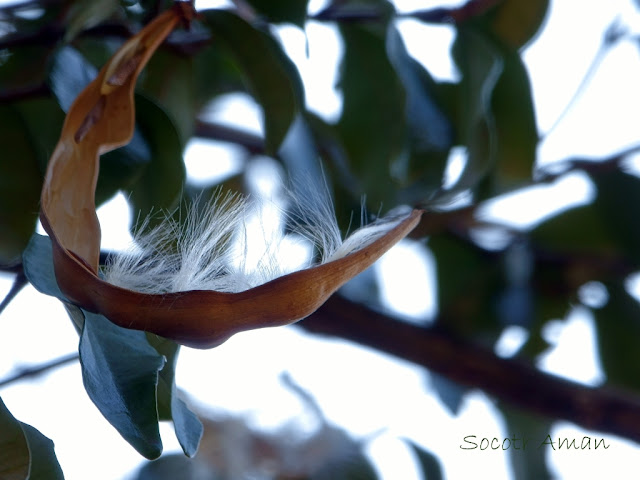 Trachelospermum asiaticum