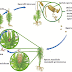Perkembangbiakan Tumbuhan Bryophita (Lumut)