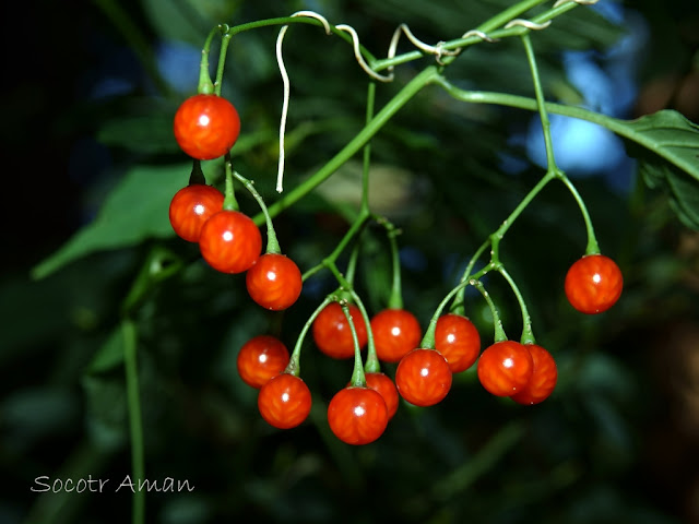 Solanum lyratum