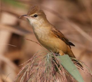 Burung Cikrok (kerakbasi) Yang Terdapat di Indonesia