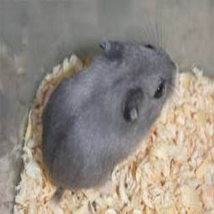 Budidaya Hamster