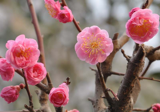 Plum Flowers