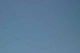 [Morning flight of gulls at midtown Omaha, March 19, 2009 morning]