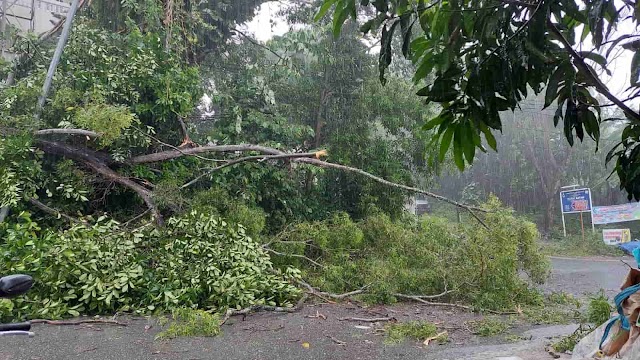 Hujan Lebat di Batam, Pohon Tumbang Tutupi Jalan