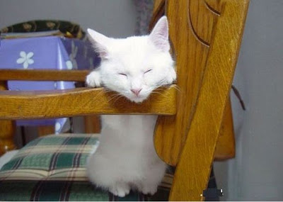 Sleeping Cats