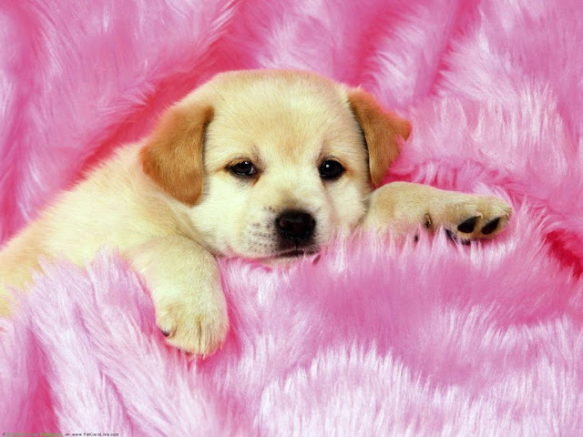 cute puppy