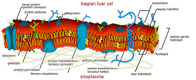 Struktur membran plasma sel, banksoalbiologi.com, sel