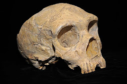 Pengaruh Warisan Genetik Neanderthal Pada Insan Modern