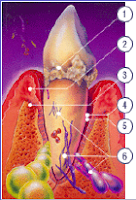 bacterias periodoncia xerostomia