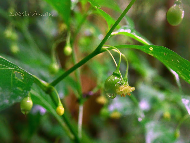 Tubocapsicum anomalum