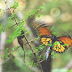GEM preserva tradiciones del pueblo mazahua a través de la mariposa monarca